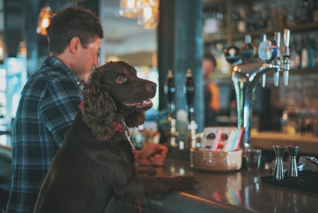 dog at the bar